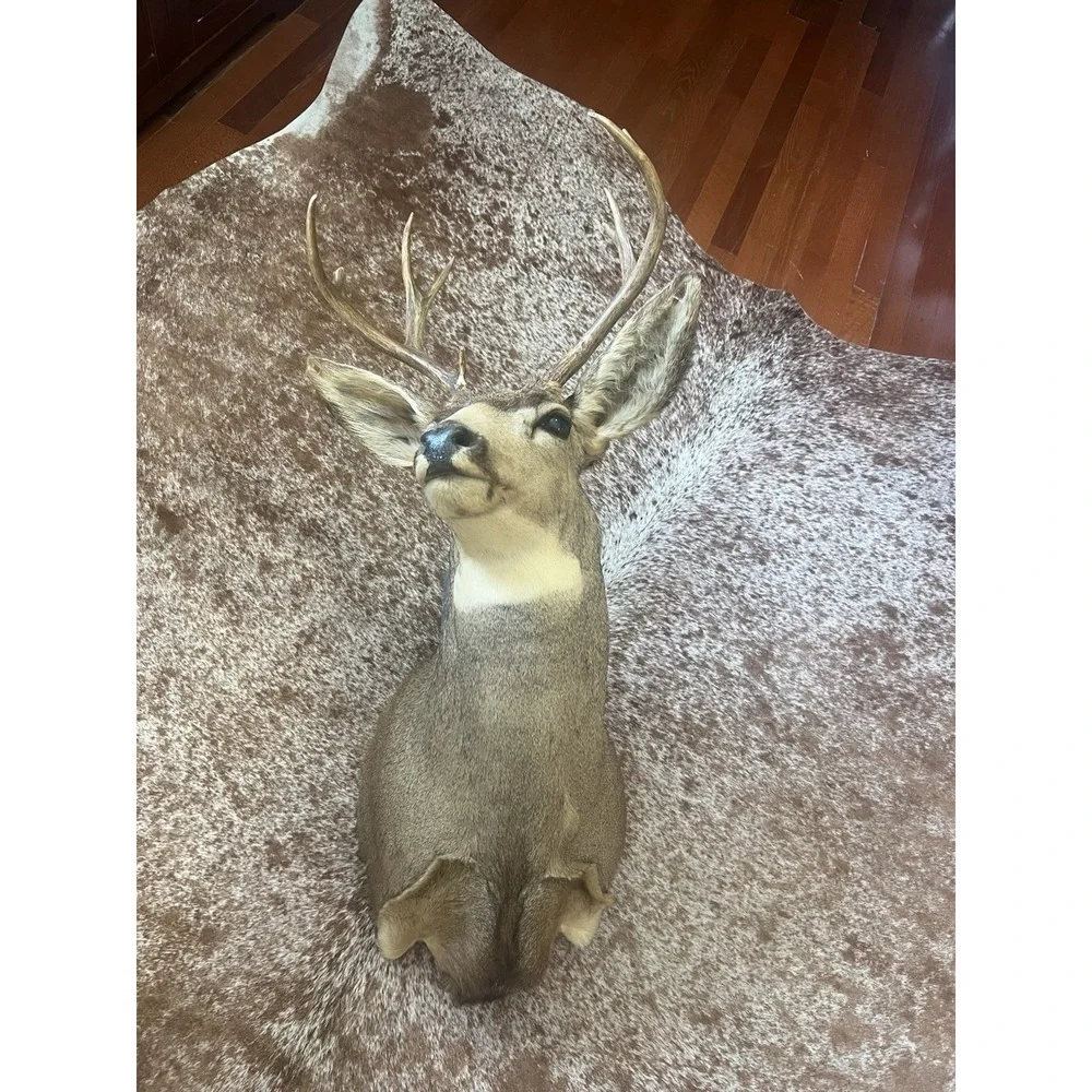 Montana Mule Deer Taxidermy Shoulder Mount For Sale